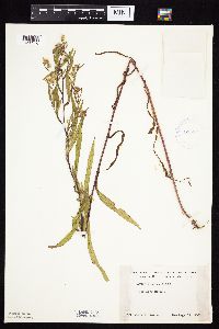 Symphyotrichum lanceolatum var. lanceolatum image