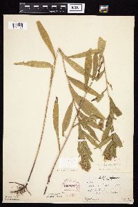 Symphyotrichum lanceolatum var. lanceolatum image