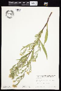 Symphyotrichum lanceolatum var. lanceolatum image