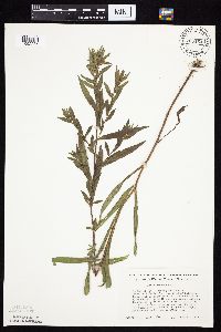 Symphyotrichum lanceolatum image