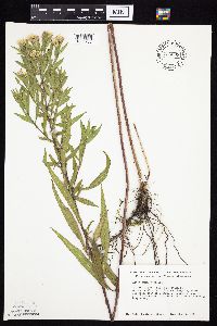 Symphyotrichum lanceolatum var. lanceolatum image