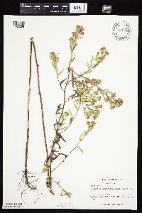 Symphyotrichum lanceolatum var. lanceolatum image