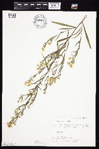 Symphyotrichum lanceolatum var. lanceolatum image