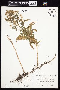Symphyotrichum lanceolatum image