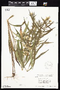 Symphyotrichum lanceolatum var. lanceolatum image