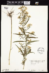 Symphyotrichum lanceolatum image