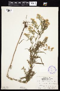 Symphyotrichum lanceolatum var. lanceolatum image