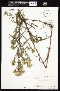 Symphyotrichum lanceolatum var. hesperium image