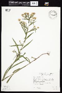 Symphyotrichum lanceolatum var. hesperium image