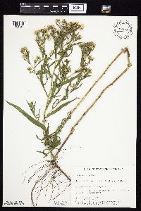 Symphyotrichum lanceolatum var. hesperium image