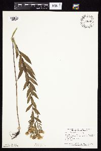 Symphyotrichum lanceolatum var. hesperium image