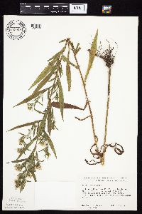 Symphyotrichum lanceolatum var. hesperium image