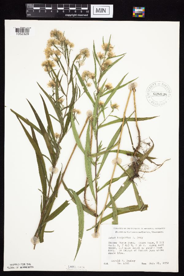 Symphyotrichum lanceolatum var. hesperium image