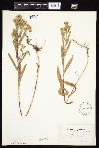 Symphyotrichum lanceolatum var. hesperium image