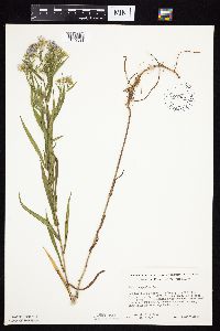 Symphyotrichum lanceolatum var. hesperium image