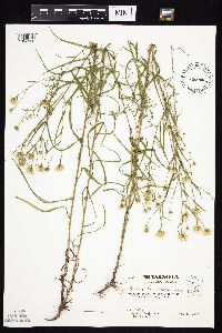 Symphyotrichum lanceolatum var. hesperium image