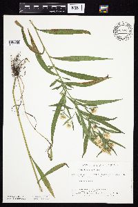 Symphyotrichum lanceolatum var. hesperium image