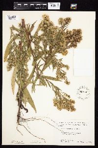 Symphyotrichum lanceolatum var. hesperium image