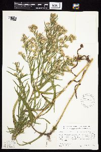 Symphyotrichum lanceolatum var. lanceolatum image