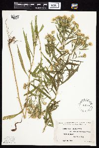 Symphyotrichum lanceolatum image