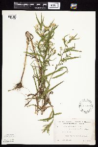 Symphyotrichum lanceolatum var. lanceolatum image