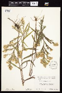 Symphyotrichum lanceolatum var. hesperium image