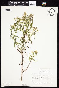 Symphyotrichum lanceolatum var. hesperium image