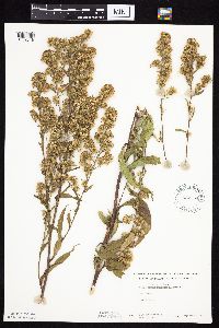Symphyotrichum lanceolatum var. lanceolatum image