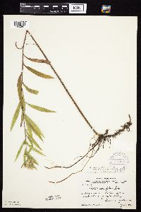 Symphyotrichum lanceolatum var. lanceolatum image