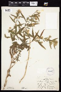 Symphyotrichum lanceolatum image