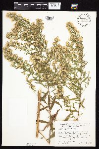 Symphyotrichum lanceolatum var. hesperium image