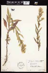 Symphyotrichum lanceolatum image