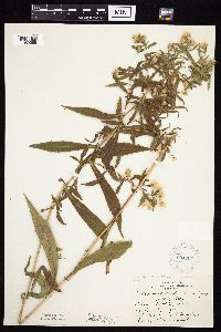 Symphyotrichum lanceolatum var. lanceolatum image