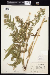 Symphyotrichum lanceolatum var. lanceolatum image