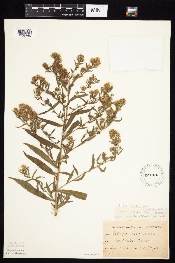 Symphyotrichum lanceolatum var. lanceolatum image