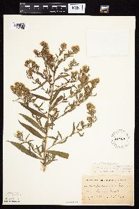 Symphyotrichum lanceolatum image