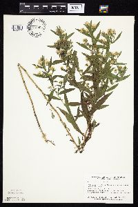 Symphyotrichum lanceolatum var. lanceolatum image