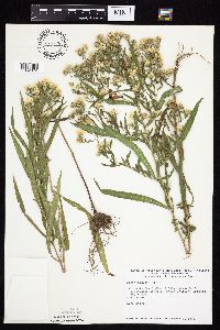 Symphyotrichum lanceolatum var. lanceolatum image