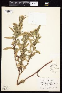 Symphyotrichum lanceolatum image