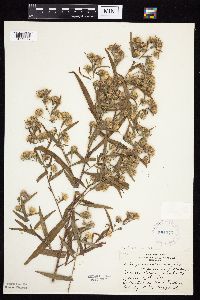 Symphyotrichum lanceolatum var. lanceolatum image