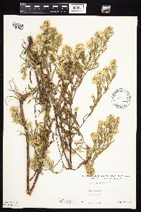Symphyotrichum lanceolatum var. lanceolatum image