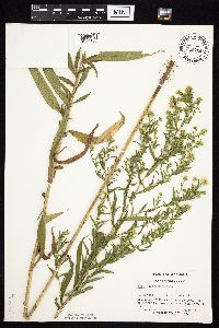 Symphyotrichum lanceolatum var. lanceolatum image