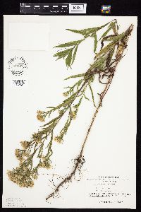 Symphyotrichum lanceolatum image