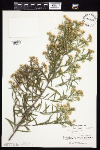Symphyotrichum lanceolatum var. lanceolatum image