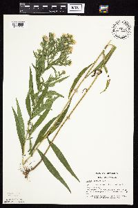 Symphyotrichum lanceolatum image