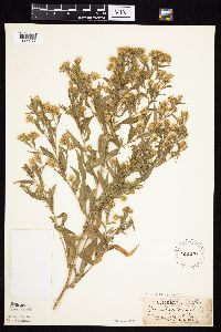 Symphyotrichum lanceolatum image
