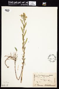 Symphyotrichum lanceolatum image