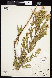 Symphyotrichum lanceolatum image