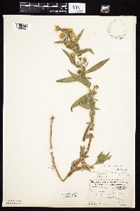 Symphyotrichum lanceolatum var. lanceolatum image