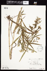 Symphyotrichum lanceolatum var. lanceolatum image